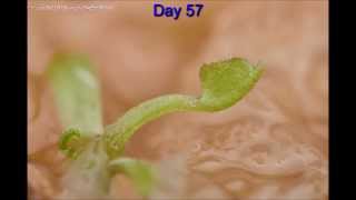 Venus Fly trap in 80 days [upl. by Doowle]