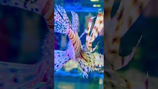 Very beautiful amp venomous Tiger fish in the Aquariumtigerfish exoticfishes venomous aquariumfish [upl. by Aloisia]