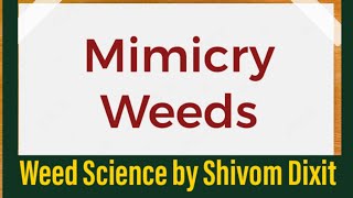 Weed Mimicry  Seed Satellite Mimicry  vegetative mimicry  Weed Science  Objectionable weed [upl. by Yedrahs]