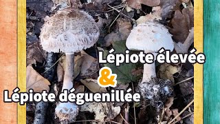 Champignons comestibles｜Comment distinguer entre lépiote élevée Coulemelle et lépiote déguenillée [upl. by Enrichetta]