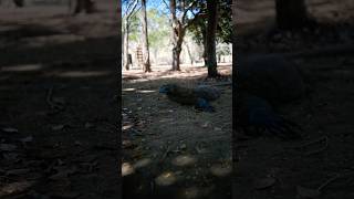 Komodo sedang santai nature relaxing forest music relaxingmusic 4k [upl. by Cello]