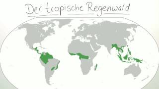 DER TROPISCHE REGENWALD  Biologie  Ökologie [upl. by Iznekcam]