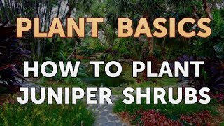 How to Plant Juniper Shrubs [upl. by Gaivn49]