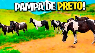 HARAS de Mangalarga Marchador PAMPA de PRETO [upl. by Ecnal]