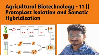 Agricultural Biotechnology  11  Protoplast Isolation and Somatic Hybridization [upl. by Llerrod]