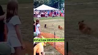 Esse é o cachorro MAIS INTELIGENTE do MUNDO curiosidades [upl. by Koziel]