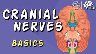 Cranial Nerve BASICS  The 12 cranial nerves and how to REMEMBER them [upl. by Ingunna]