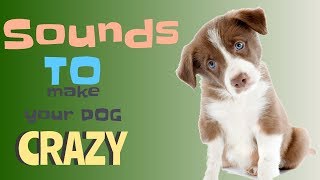 Sounds That Will Make Your Dog Tilt Their Head Doorbell I PROMISE [upl. by Newhall]