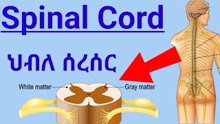 How Spinal Cord Works ascending tractsdescending tracts ህብለ ሰረሰር የአንጎል ክፍል እንዴት ይሰራል spinalcord [upl. by Airdnoed]