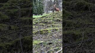 Rothirsch im Alpenwildpark Pfänder [upl. by Urania]