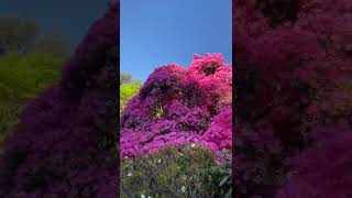 A walk through the Leonardslee Rock Garden in spring during lockdown [upl. by Ykvir]