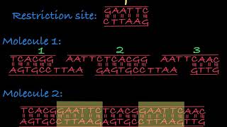 Restriction Enzymes Restriction Endonucleases [upl. by Peppel897]