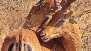 Symbiotic Relationship Oxpecker Cleaning Impala at Kruger National Park [upl. by Ahsieka]