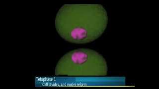 Best Meiosis Animation EVARRRRR [upl. by Yniffit]