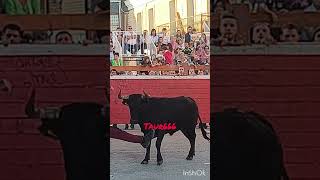 toros bull toro animals torobravo santoszapateria vaca [upl. by Burrow]