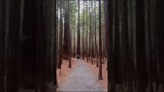 RED WOOD TREEWALK NEWZEALAND RED WOOD ESTATE FOREST TREES [upl. by Duke766]