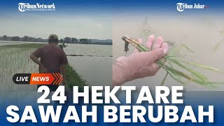 Padi Baru Jadi Busuk amp Gagal Panen Tiap Tahun Sawah Pangandaran Terendam Air [upl. by Sisenej]