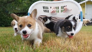 Baby Corgi Puppies in Basket [upl. by Bergmans882]