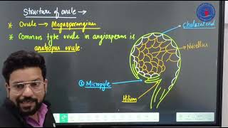 Structure of Ovule  Megasporangium [upl. by Ruhl]