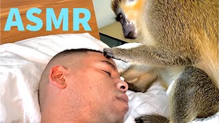 ASMR Monkey Primal Stimulation 1Hour Grooming Relaxing Thabo And Ray [upl. by Mcknight]