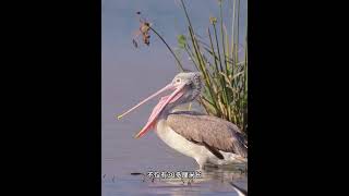 quotBig Bird Big Laughs Hilarious Giant Bird Fails 🦤😂quot short shorts viral funnyvideo dog [upl. by Ahsihat897]