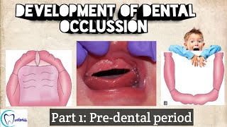 Development of Dental Occlussion  Part 1 Predental period  Pediatric dentistry  Dentophile [upl. by Goddart918]