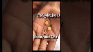 ये होता है चने के अंदर  Gram Seed  seed coat  Embryonal Axis  Cotyledons biology seeds facts [upl. by Odille]