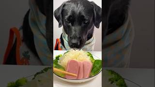 Dog Mukbang Foods shorts [upl. by Lierbag]