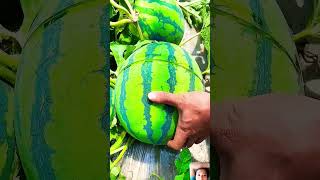 Enjoy Beautiful Dried Persimmon Fruit fruitcutting fruit youtube shorts shortvideos [upl. by Earized697]