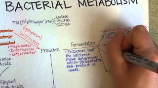 Bacterial Metabolism Part 1 Cellular Respiration of Bacteria [upl. by Wamsley]