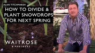 How to divide and plant snowdrops for next spring  Waitrose [upl. by Norina]