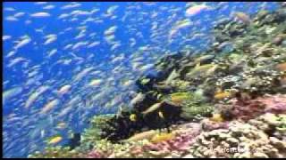 Seychellen Tauchen  Seychelles Diving powered by Reisefernsehencom  Reisevideo  travel video [upl. by Barnaba]