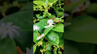 Parijatha flower Nightflowering jasmine plant 🌿 flowers plants jasmin nature gardenflowersvlog [upl. by Nnairrehs]