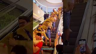 The reason people carry dogs on escalators [upl. by Pardew]