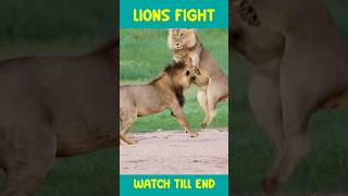 Two Adult Lions Fight Lion Fight for Dominance Lion Roar lions [upl. by Nogam158]