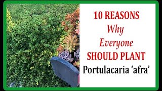 10 Reasons Why Everyone Should Plant Portulacaria afra [upl. by Ylam302]