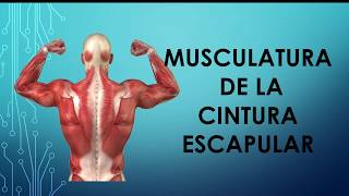 Musculatura cintura escapular [upl. by Atnod]