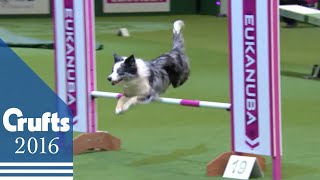 Agility  Championship Final  Crufts 2016 [upl. by Asenev]