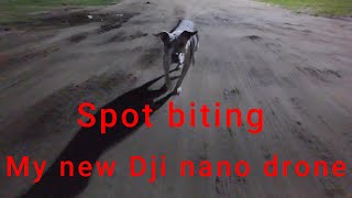 Dji Nano drone first flight dog bite [upl. by Aslehc]