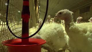 A Day in the Life of Turkey Breeder  Brey Farms [upl. by Hittel]