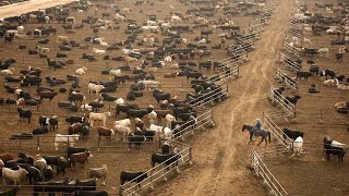 American Ranchers Raise 301 Million Beef Cattle This Way  American Cow Farm [upl. by Ettesoj]