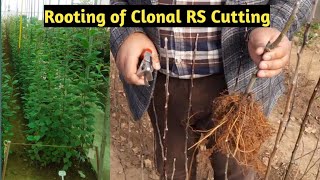 Rooting of Clonal Rootstock cutting  Earn Rs 5000 from 1 meter sq Area  Horticulture In Kashmir [upl. by Siugram]