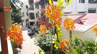 🎆Diwali Special  How to take care of Epidendrum Radicans Orchid [upl. by Lajes]