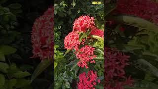 ইয়া আল্লাহ ইয়া রহমান। shortvideo bangladesh nature vlog flowers Srvlogs525 [upl. by Bein103]