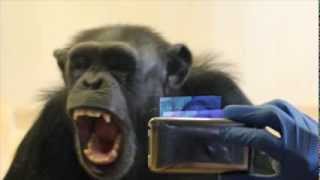 Matthew Campbell and Frans de Waal Chimpanzee Empathy Study [upl. by Ahsirhcal936]