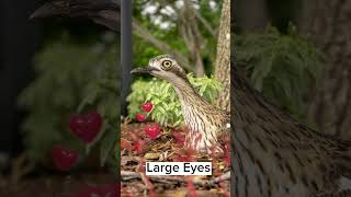 Australian Bush StoneCurlew [upl. by Ahsiad]