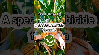 A special herbicide formula plants shortvideo garden youtubeshorts farming howto viralvideo [upl. by Ori]