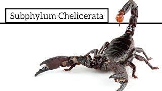 Subphylum Chelicerata [upl. by Cychosz]