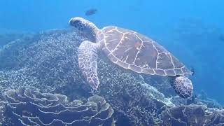 Hawksbill Sea Turtle Komodo Dragon National Park [upl. by Dlopoel]