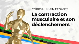 eSVT La contraction musculaire et son déclenchement [upl. by Nollid]